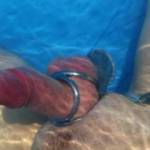underwater view of my cock wearing this triple cockring. i love to wear it at pool