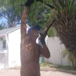 Trimming some palms un the community