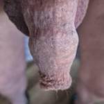 Just a view looking down at my foreskin covered cock head