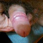 hairy cock