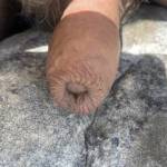 My soft uncut cock resting on a rock