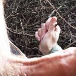 Blowjob in the forest