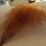 Another of my ' Auburn ' hairy bush