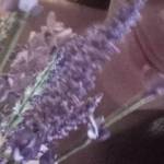 What do you see in this flower?