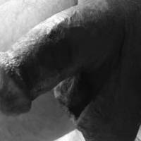 Trying to be artistic and to take my dick's pic in B&W