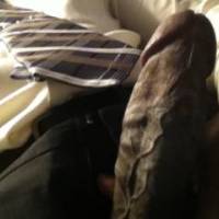 Random dick pic