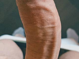 Dutch Big White Cock