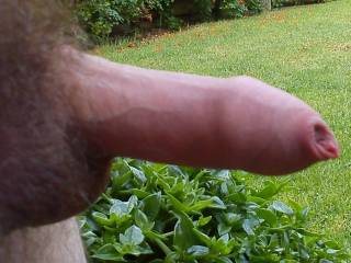 a good size for sucking dont ya think?