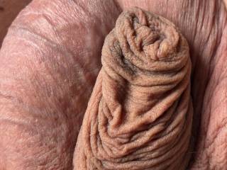 Resting cock.