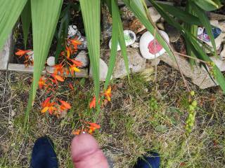 Looking at my flowers