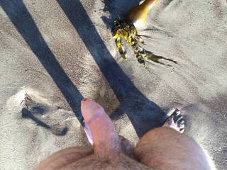 talking a nude stroll down the beach, enjoying watching my hard dick flow from leg to leg