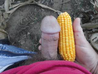 Corn is ready and so am I  !!