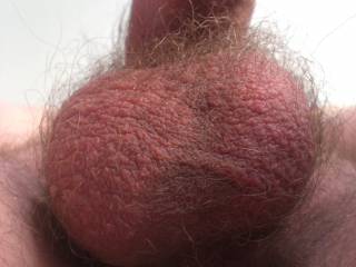 i love ur hairy balls, i would love to suck on those
