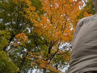 The beautiful leaves are turning in northern Minnesota.
