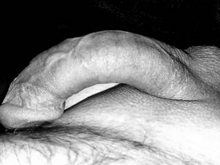 Black and white cock