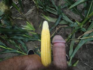 Is my corn ready?   Cob or Cock?