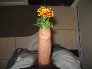 Marigolds contain calendula which is very good for the skin and is especially good for the face.  So just give her a cock slapping with the inserted marigold and then cum on her face and she gets a double whammy!!
