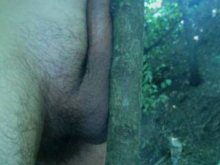 What You See? One Or Two Tree?