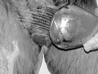 M\'m\'m\'m\'m. Love Spraying my Balls