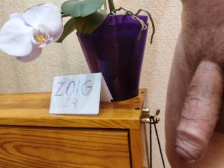 indoor plants