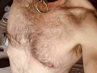 Hairy collared