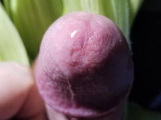 Wont someone please "Shuck" me? Been enjoying the sweet corn of the season, My "Cob" 🌽 comes pre buttered and salted. 😉