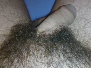 my hairy dick, what are your thoughts ?