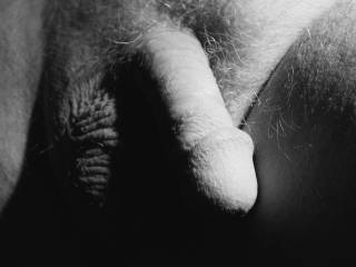 A cock portrait