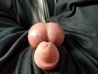 My balls and cock in a ring all swollen to cum drop after drop everywhere again.