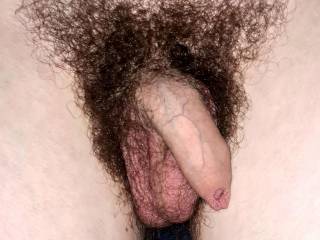 My hairy Penis after the shower