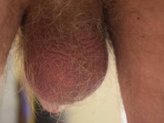 Close up of my hairy balls as requested.
