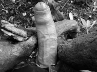 I was jerking in a public park and settled my cock betwenn the arms of a tree...