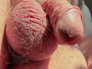 dick