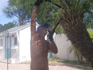 Trimming some palms un the community