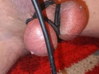 My balls all bound up, waiting for playtime