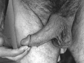Giving my pierced COCK a pinch