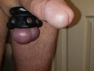 cock