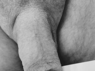 Cock on display