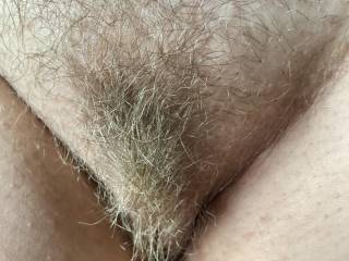 Been busy enjoying the weather and working around the house. Yup, too busy to trim THIS bush in a while. I’m thinking take it ALL off. What do you think?  Maybe it’s time for the first floor motel with the shades open trim fantasy finally!