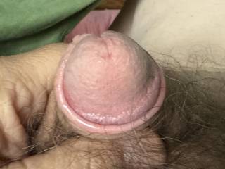 Not very big to start out, but he grows to 4-5 inches when stimulated!