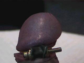 Nicely clamped cock head.  I hope you enjoy seeing him like this,  Let me know.