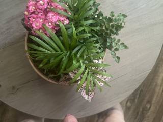 My soft cock smelling the flowers