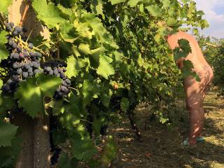 The grapes are very large and so sweet this year.