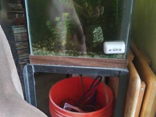 What's it the aquarium?