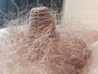 Morning picture ,my hairy small cock