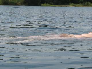 Erect nipples and a barely submerged bush - taking pictures at the lake is not easy when on the water, but hopefully give a good idea why swimming naked is so naturally enjoyable