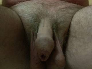 Penis in rest, with foreskin visible.