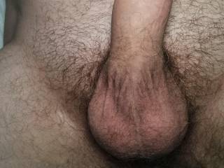 hard and horny cock in the morning
