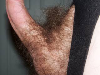 love to slow suck that all night and lick slow on them hairy balls!!