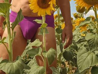 Waiting for your in the sunflower field